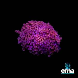 Coral 1: XXL Pink Goniopora Colony