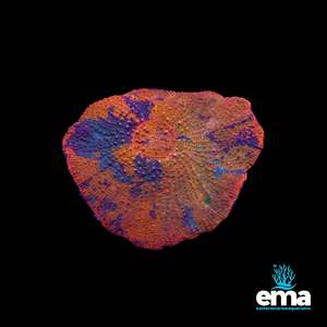 Ultra Toxic Orange & Green Scolymia Vitensis