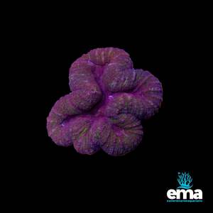 Green & Purple Symphyllia