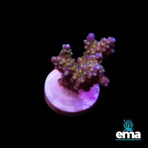 Electric Nebula Acropora Fragment