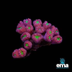 Toxic Green Center Candycane Colony