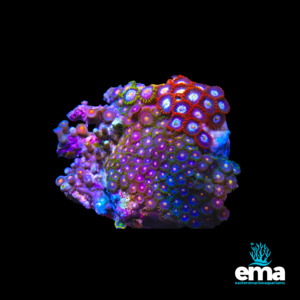 Soft Coral: Zoanthid Garden