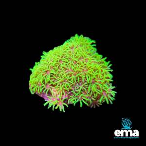 Soft Coral: Toxic Green Green Star Polyp Fragment