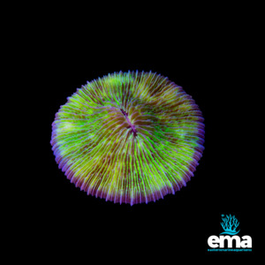 Lps Coral: Green Fungia sp.