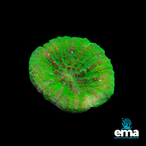 Toxic Green Scolymia Australis