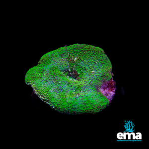 Lps Coral: Toxic Green Scolymia vitensis