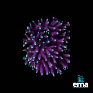 Pink & Green Birdsnest