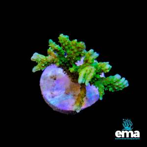 Sps Coral: Toxic Green Digitata Fragment