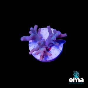 Sps Coral: Northern QLD Smooth Skin Acropora Fragment