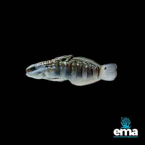 Current Fish Stock: Sleeper Banded Goby