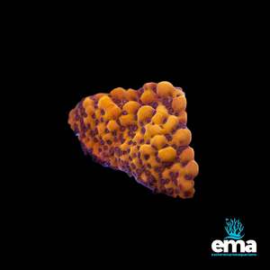 Montipora Flaming Phoenix – Aquacultured by EMA