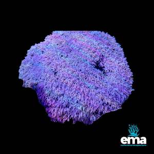 Coral 1: Pipe Organ Coral