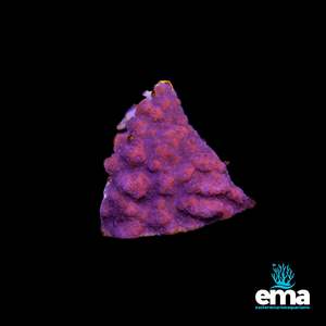Crimson Ember Montipora sp