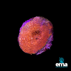 Coral 1: Toxic Orange Scolymia vitensis