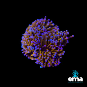 Coral 1: 24k Gold Torch