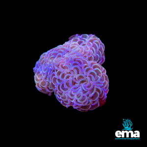 Coral 1: Metallic Rainbow Hammer