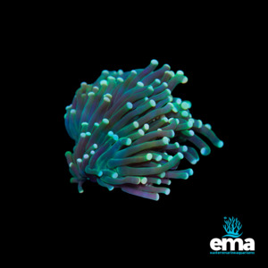 Mint Green and Peach Tipped Torch Coral