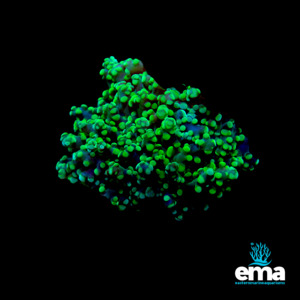 Coral 1: Green Frogspawn