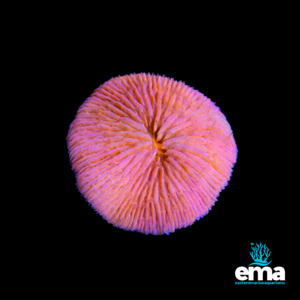 Coral 1: Orange Fungia Plate