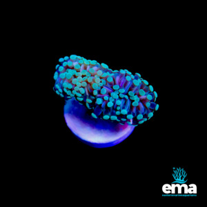Lps Coral: Green Euphyllia Cristata Fragment