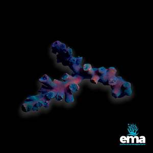 Lps Coral: Black Sun Coral