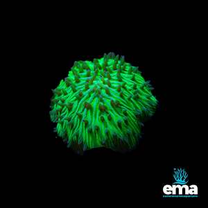 Lps Coral: Large Green Domed Fungia