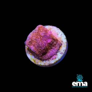 Lps Coral: Toxic Orange Lepto Frag