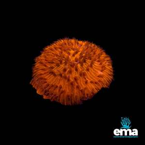 Lps Coral: Toxic Orange Fungia Plate Coral