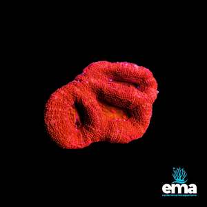 Lps Coral: Red Bowerbankii
