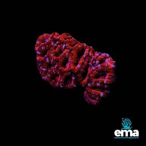 Lps Coral: Acan Lord Colony - Red Multicolour