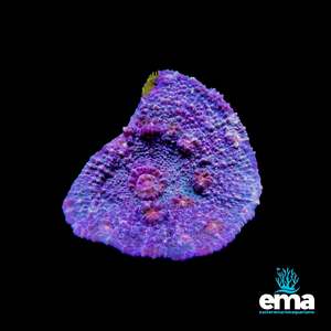 Chalice Coral – Purple & Blue