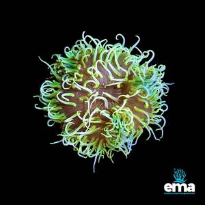 Anemones: Toxic Green Long Tentacle Anemone