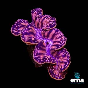 Tridacna Maxima Clam - Large
