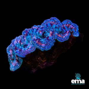 Tridacna Maxima Clam - Large