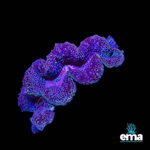 Tridacna Maxima Clam - Large