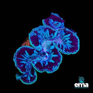 Tridacna Maxima Clam - Large