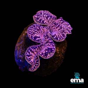 Tridacna Maxima Clam - Large