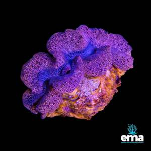 Tridacna Clams: Tridacna Maxima Clam - Small
