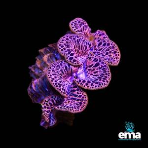 Tridacna Maxima Clam - Small