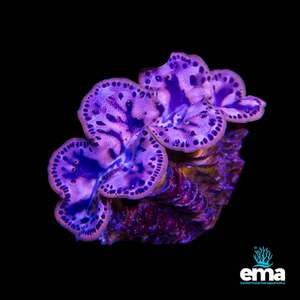 Tridacna Maxima Clam - Small