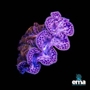 Tridacna Maxima Clam - Small