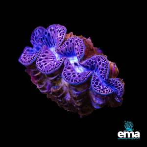 Tridacna Maxima Clam - Small