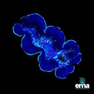 Tridacna Maxima Clam - Small