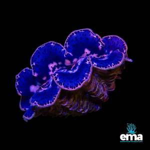 Tridacna Maxima Clam - Small