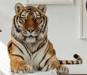 Car Stickers And Iron On Heat Transfers For Clothing: Self Adhesive Wall Sticker :2 (Clearance)