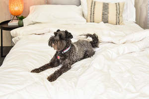 Wool Winter Weight Machine Washable Comforter - New Zealand Made