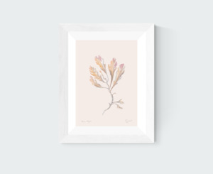 New Zealand Fine Art Prints: Brown Algae Art Print