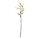 White Blossom Branch