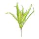 Boston Fern Stem