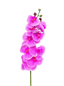 Phalaenopsis Orchid Light Pink